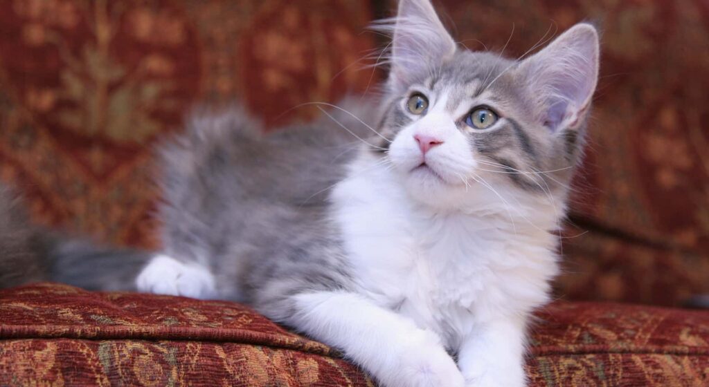 White and grey Maine Coon kitten sitting on red couch