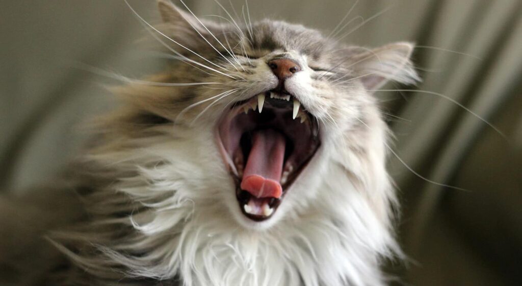 Close up shot of a Main Coon's mouth and teeth