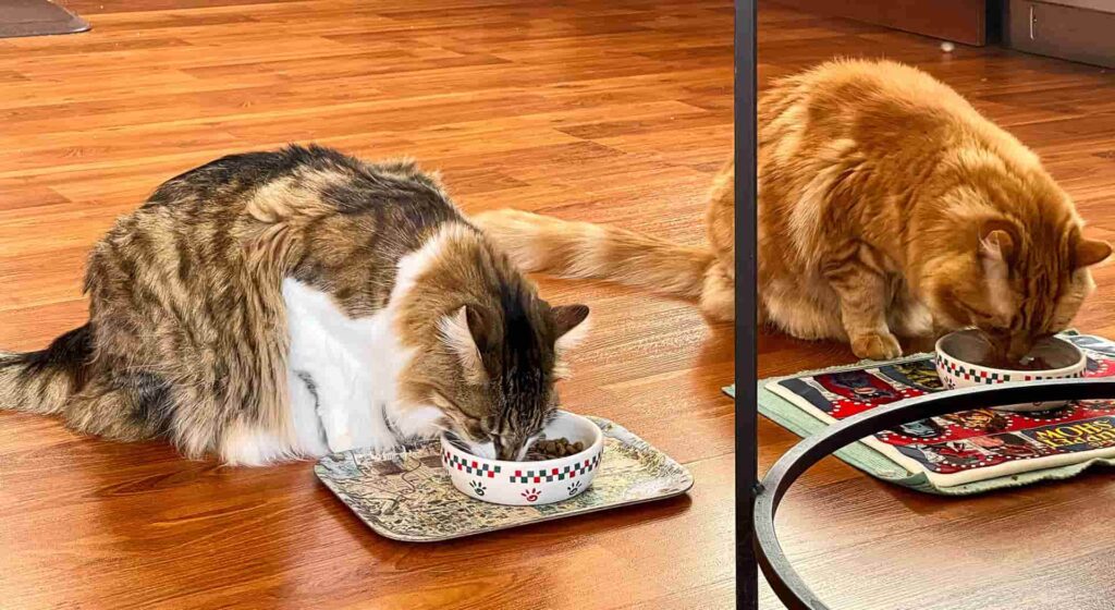 An orange, and brown and white Maine Coon's eating cat food