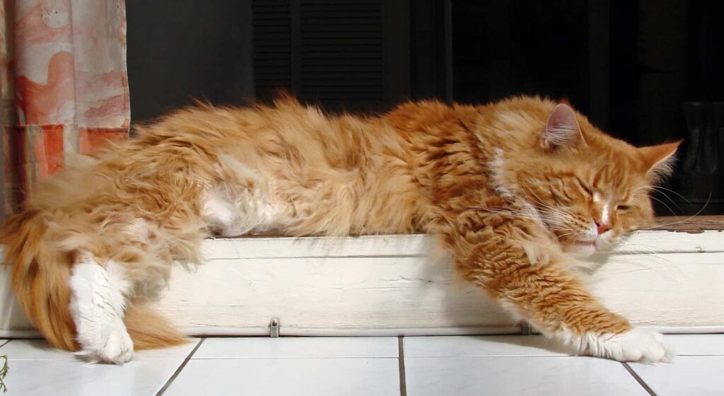 Orange Maine Coon sleeping on floor