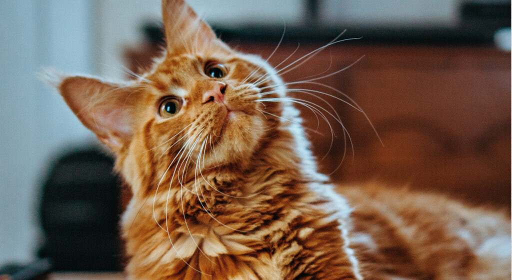 Orange Maine Coon looking upwards