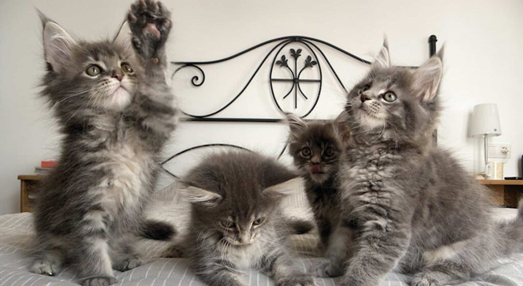 Group of grey Maine Coon kittens playing on bed