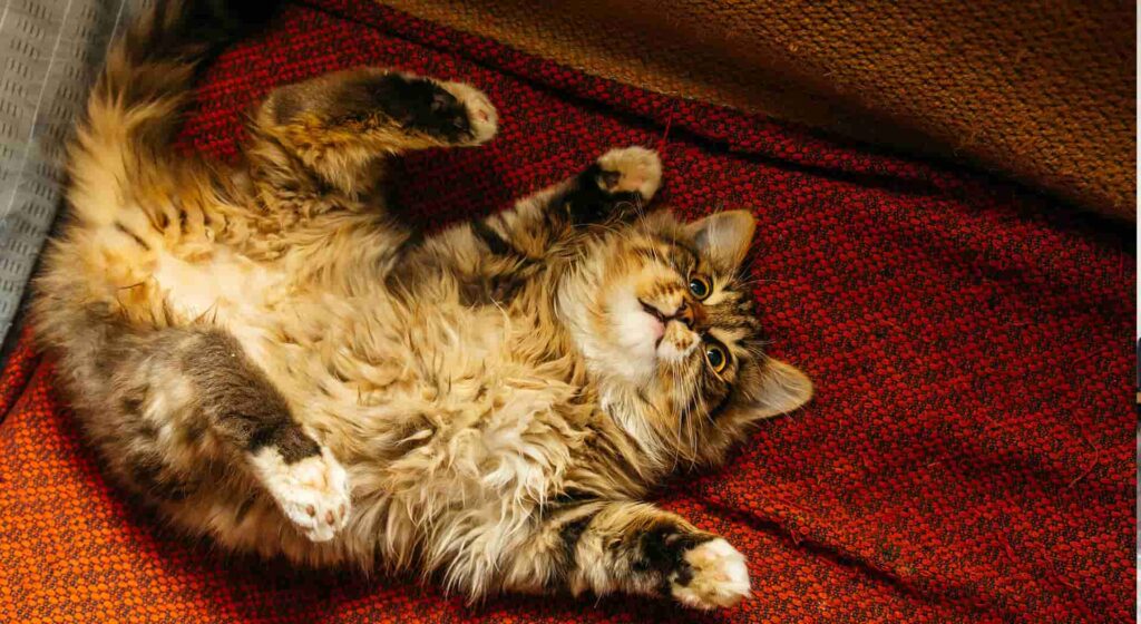 Brown Maine Coon cat lying down on red textile