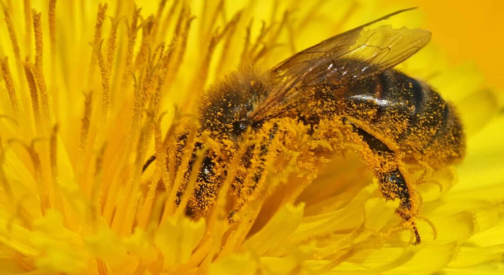 A bee smothered with dandelion pollen