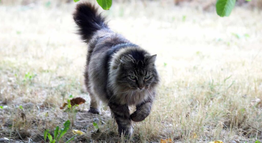 Grey Maine Coon cat walking on grass