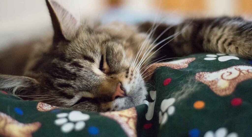 Brown Maine Coon sleeping on green cat bedding