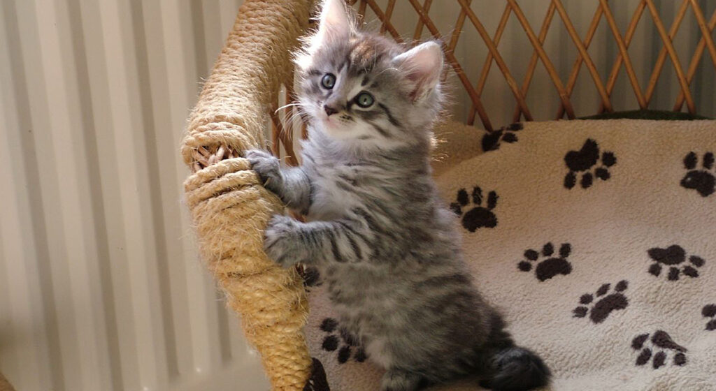 Grey Maine Coon kitten sitting on chair