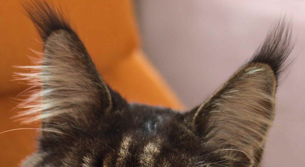 Ears of a dark brown Maine Coon cat