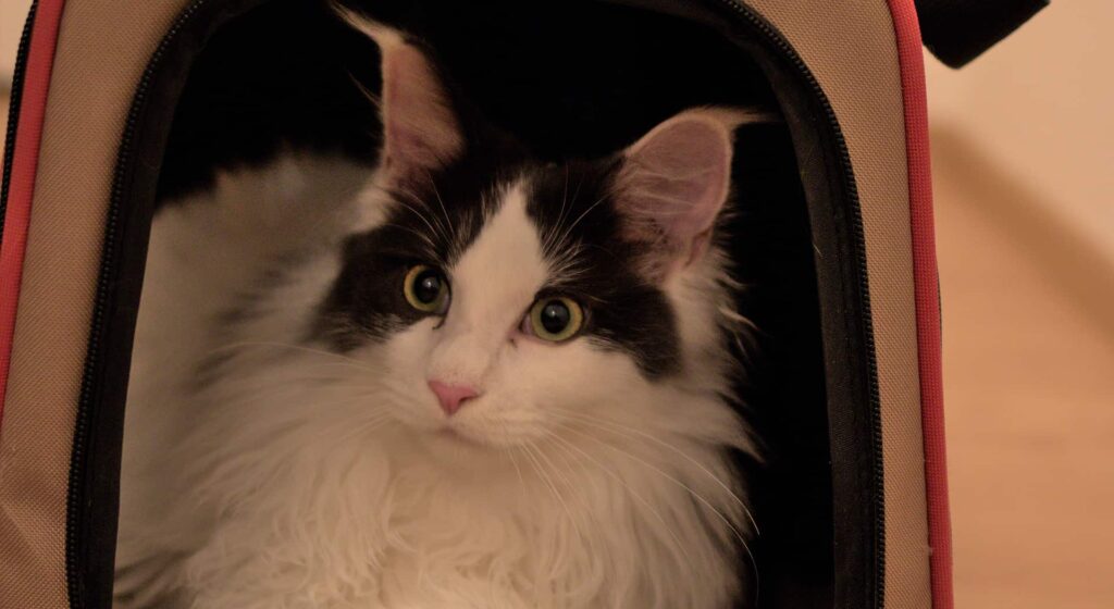 White and black Maine Coon sitting calmly in a cat carrier bag