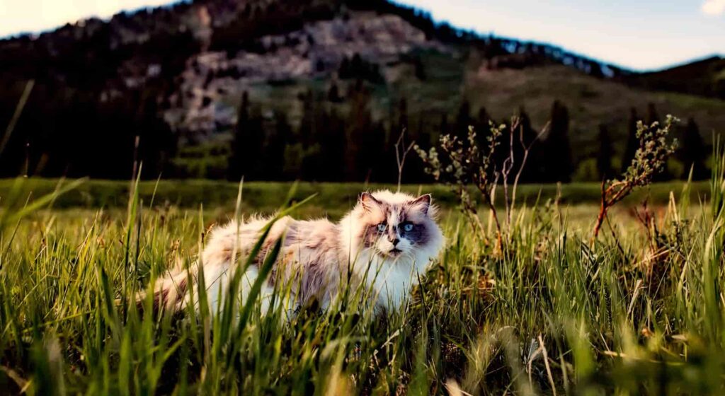 White and grey Maine Coon with blue eyes outside in field