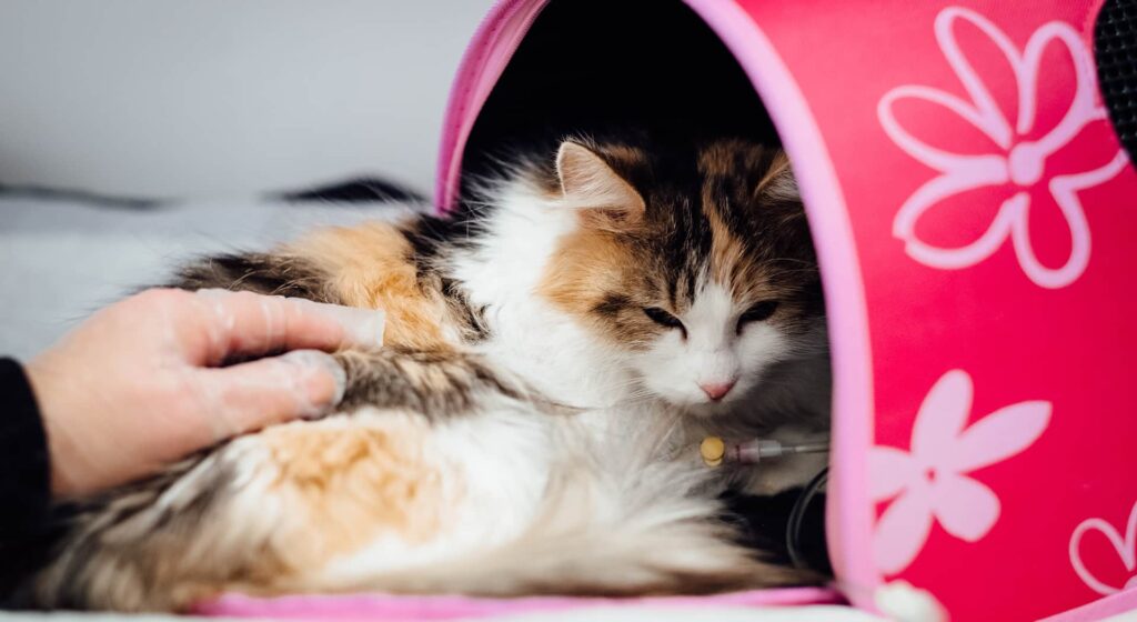 Maine Coon cat at vet