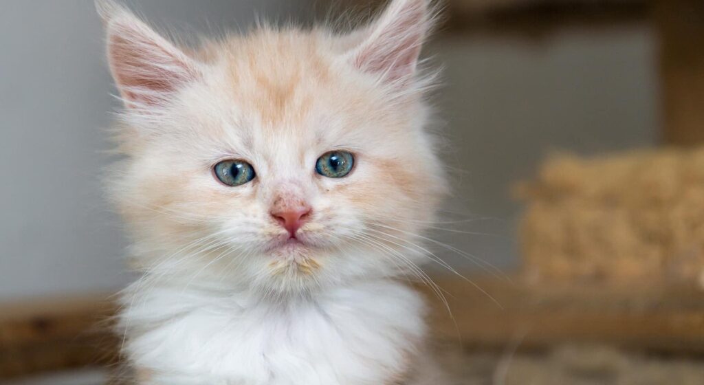 White and tan Maine Coon kitten with blue eyes