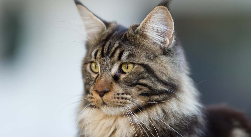 Close up shot of brown Maine Coon cat with yellow eyes