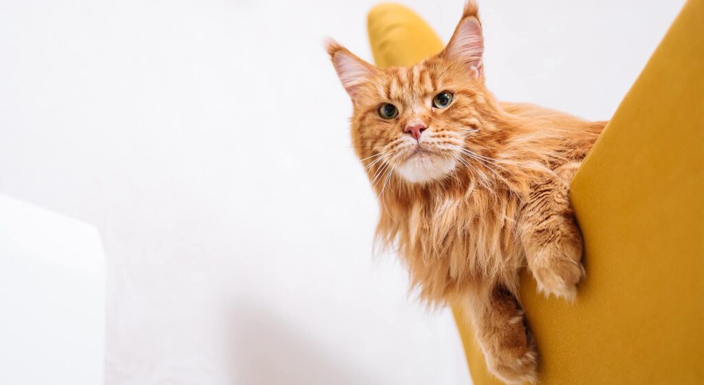 Orange Maine Coon cat sitting on a yellow chair