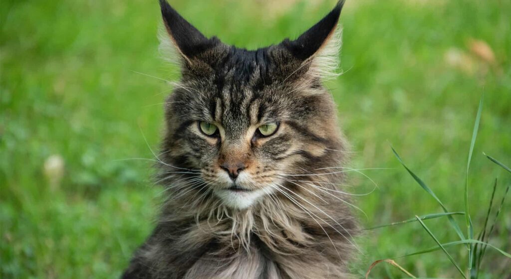 Dark Maine Coon cat sitting on grass field