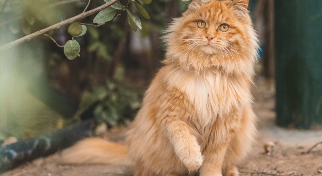 Orange Maine Coon lifting leg