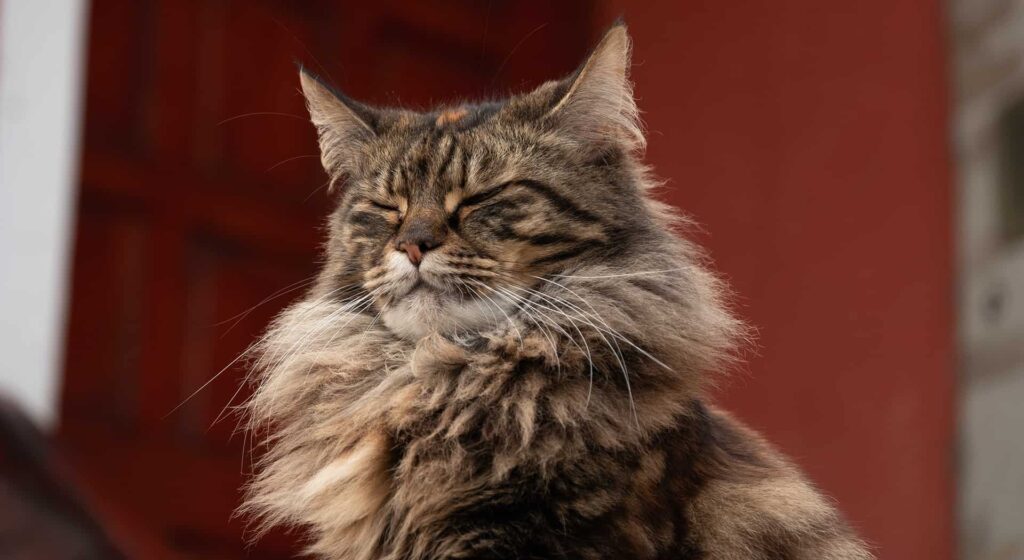 Brown Maine Coon cat with closed eyes