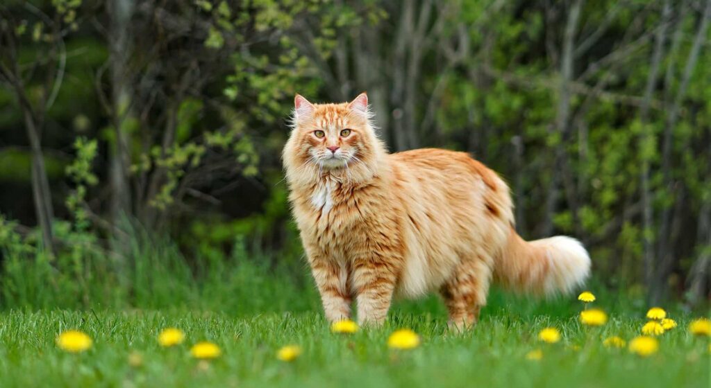 Orange Maine Coon cat standing outside with yellow flowers