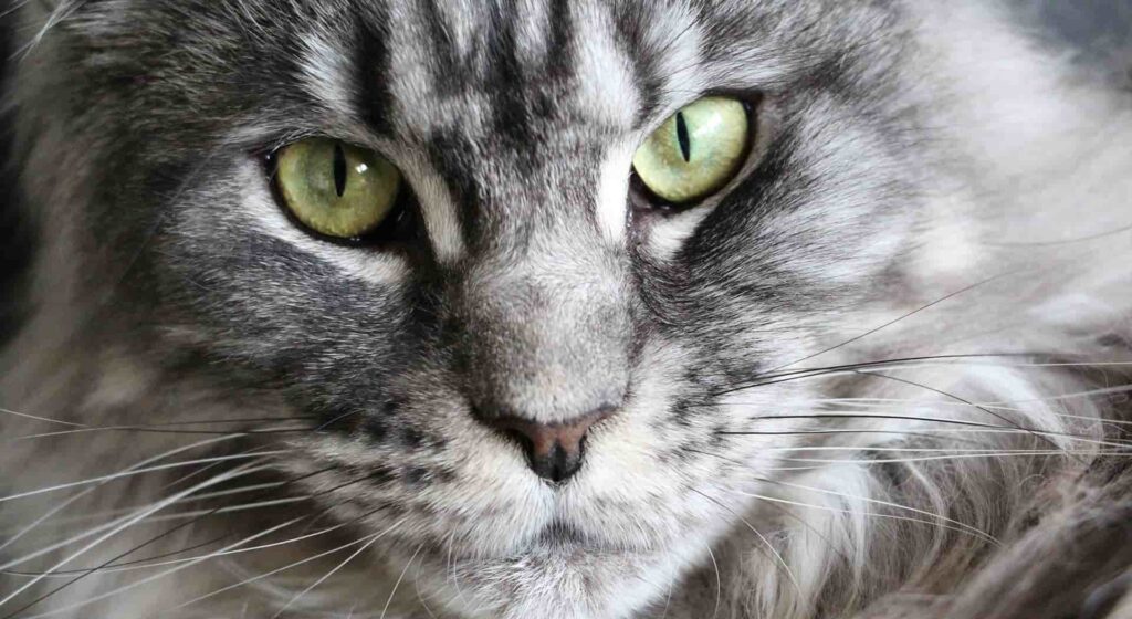 Close up of grey Maine Coon with striking green eyes