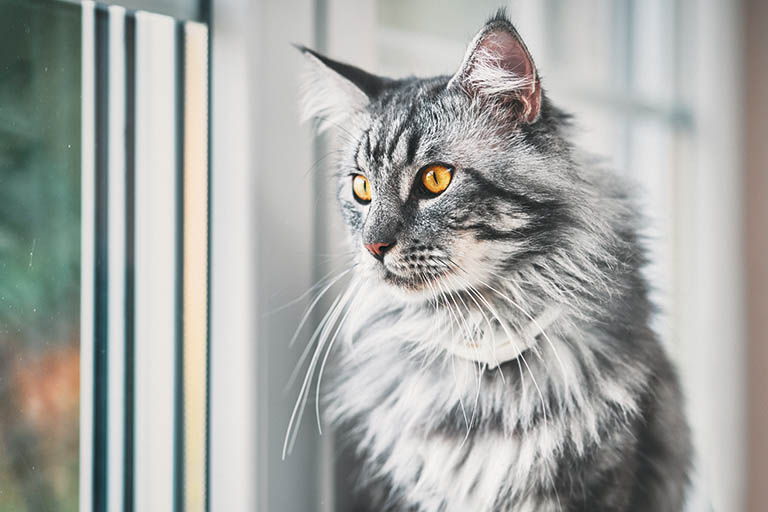 maine coon cat looking out of window